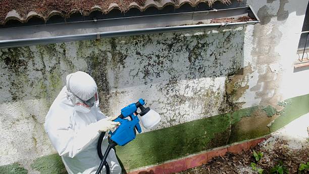 Trusted Black Mold Removal service in Jenners, PA - Cheap Mold Removal